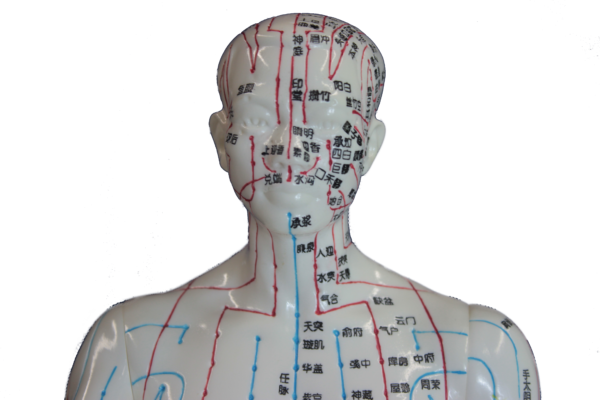 Modelo (Boneco) Masculino de Acupuntura Kan Li em Chinês (50cm) - Imagem 3