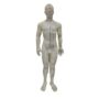 Modelo (Boneco) Masculino de Acupuntura em Inglês Kan Li (50cm)