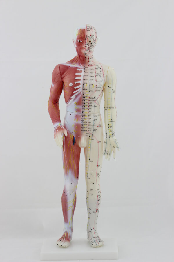 Modelo (Boneco) Masculino de Acupuntura com Músculo Kan Li (60cm)