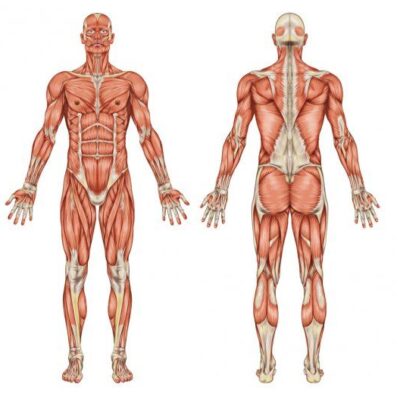 Canais Tendino Musculares Jing Jin