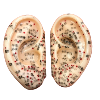 Modelo de Orelha para Auriculoterapia Par – Kan Li